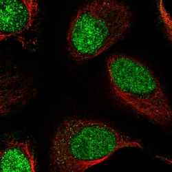 Invitrogen RSBN1 Polyclonal Antibody 100 &mu;L; Unconjugated:Antibodies,