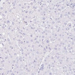 Invitrogen PRR4 Polyclonal Antibody 100 &mu;L; Unconjugated:Antibodies,