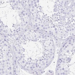 Invitrogen PRR4 Polyclonal Antibody 100 &mu;L; Unconjugated:Antibodies,