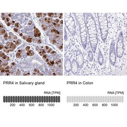 Invitrogen PRR4 Polyclonal Antibody 100 &mu;L; Unconjugated:Antibodies,