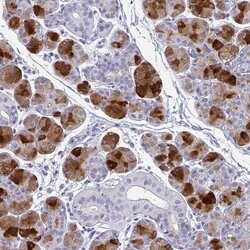Invitrogen PRR4 Polyclonal Antibody 100 &mu;L; Unconjugated:Antibodies,