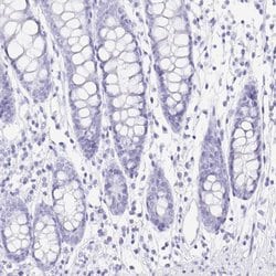 Invitrogen PRR4 Polyclonal Antibody 100 &mu;L; Unconjugated:Antibodies,