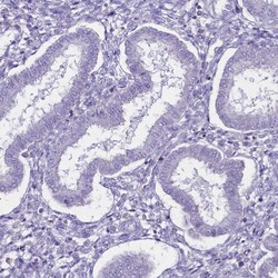 Invitrogen C20orf107 Polyclonal Antibody 100 &mu;L; Unconjugated:Antibodies,