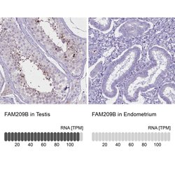 Invitrogen C20orf107 Polyclonal Antibody 100 &mu;L; Unconjugated:Antibodies,