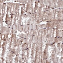 Invitrogen REXO1 Polyclonal Antibody 100 &mu;L; Unconjugated:Antibodies,