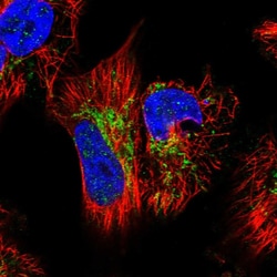 Invitrogen GTPBP3 Polyclonal Antibody 100 &mu;L; Unconjugated:Antibodies,