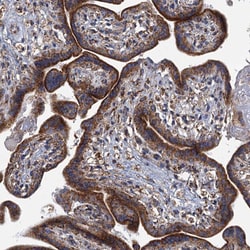 Invitrogen GTPBP3 Polyclonal Antibody 100 &mu;L; Unconjugated:Antibodies,