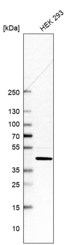 Invitrogen GTPBP3 Polyclonal Antibody 100 &mu;L | Buy Online | Invitrogen&trade; | Fisher Scientific