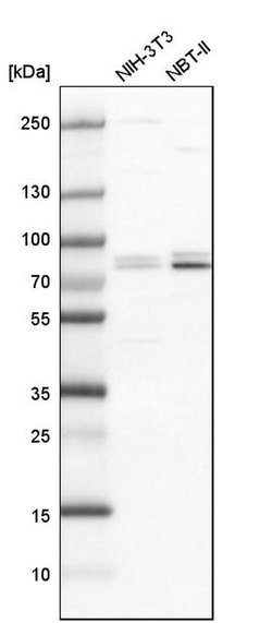 Invitrogen SNRK Polyclonal Antibody 100 &mu;L; Unconjugated:Antibodies,