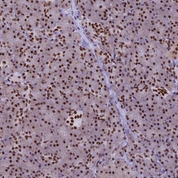 Invitrogen IRF2BP1 Polyclonal Antibody 100 &mu;L; Unconjugated:Antibodies,