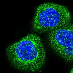 Invitrogen COMTD1 Polyclonal Antibody 100 &mu;L; Unconjugated:Antibodies,