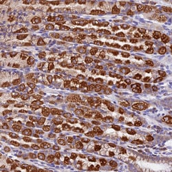 Invitrogen COMTD1 Polyclonal Antibody 100 &mu;L; Unconjugated:Antibodies,