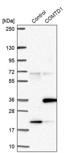Invitrogen COMTD1 Polyclonal Antibody 100 &mu;L; Unconjugated:Antibodies,