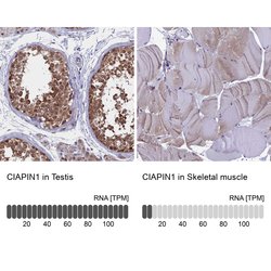 Invitrogen CIAPIN1 Polyclonal Antibody 100 &mu;L; Unconjugated:Antibodies,