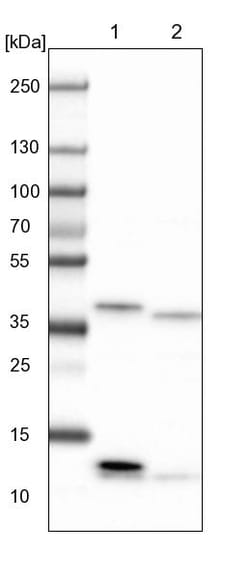Invitrogen CIAPIN1 Polyclonal Antibody 100 &mu;L; Unconjugated:Antibodies,