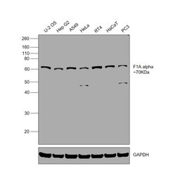 Invitrogen F1A alpha Polyclonal Antibody 100 &mu;L; Unconjugated:Antibodies,