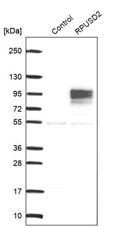 Invitrogen RPUSD2 Polyclonal Antibody 100 &mu;L; Unconjugated:Antibodies,