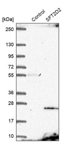 Invitrogen SFT2D2 Polyclonal Antibody 100 &mu;L; Unconjugated:Antibodies,