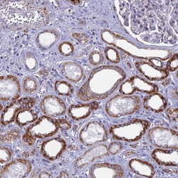 Invitrogen DTWD1 Polyclonal Antibody 100 &mu;L; Unconjugated:Antibodies,