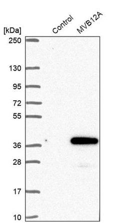 Invitrogen MVB12A Polyclonal Antibody 100 &mu;L; Unconjugated:Antibodies,