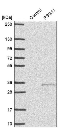 Invitrogen PSG11 Polyclonal Antibody 100 &mu;L; Unconjugated:Antibodies,
