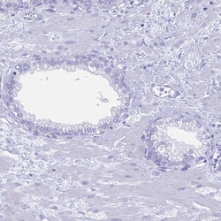 Invitrogen™ RP1 Polyclonal Antibody