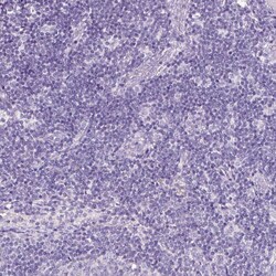 Invitrogen PAM Polyclonal Antibody 100 &mu;L; Unconjugated:Antibodies,