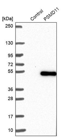 Invitrogen PSMD11 Polyclonal Antibody 100 &mu;L; Unconjugated:Antibodies,
