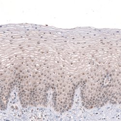 Invitrogen MGA Polyclonal Antibody 100 &mu;L; Unconjugated:Antibodies,
