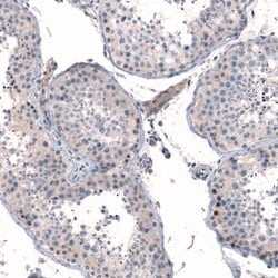 Invitrogen MGA Polyclonal Antibody 100 &mu;L; Unconjugated:Antibodies,