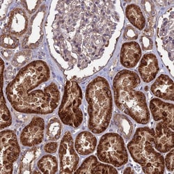 Invitrogen SHISA5 Polyclonal Antibody 100 &mu;L; Unconjugated:Antibodies,