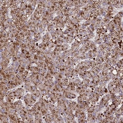 Invitrogen SUSD3 Polyclonal Antibody 100 &mu;L | Buy Online | Invitrogen&trade; | Fisher Scientific