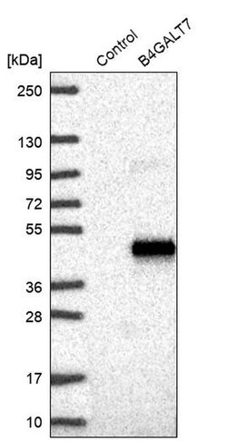 Invitrogen B4GALT7 Polyclonal Antibody 100 &mu;L; Unconjugated:Antibodies,