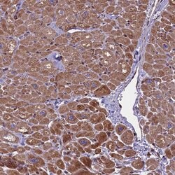 Invitrogen SMCR7 Polyclonal Antibody 100 &mu;L; Unconjugated:Antibodies,