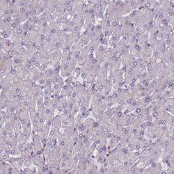 Invitrogen SMCR7 Polyclonal Antibody 100 &mu;L; Unconjugated:Antibodies,