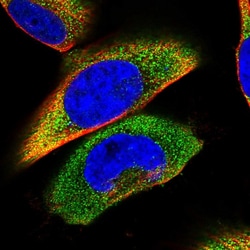Invitrogen STOML1 Polyclonal Antibody 100 &mu;L; Unconjugated:Antibodies,