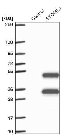 Invitrogen STOML1 Polyclonal Antibody 100 &mu;L; Unconjugated:Antibodies,