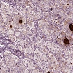 Invitrogen MIA Polyclonal Antibody 100 &mu;L; Unconjugated:Antibodies,