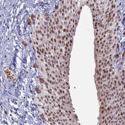 Invitrogen&trade;&nbsp;MFAP1 Polyclonal Antibody