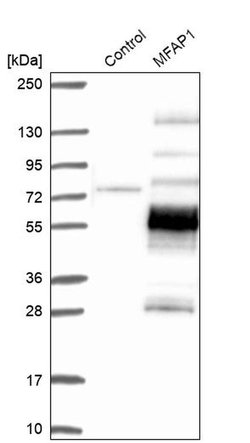 Invitrogen&trade;&nbsp;MFAP1 Polyclonal Antibody