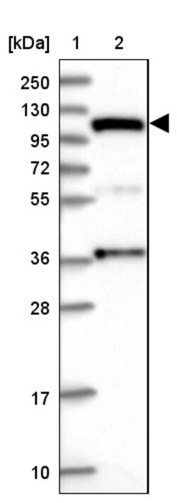 Invitrogen INTS4 Polyclonal Antibody 100 &mu;L | Buy Online | Invitrogen&trade; | Fisher Scientific