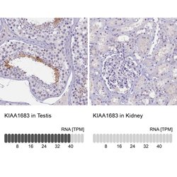 Invitrogen KIAA1683 Polyclonal Antibody 100 &mu;L; Unconjugated:Antibodies,