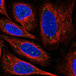Invitrogen NNT1 Polyclonal Antibody 100 &mu;L; Unconjugated:Antibodies,