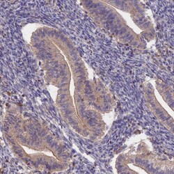 Invitrogen NNT1 Polyclonal Antibody 100 &mu;L; Unconjugated:Antibodies,