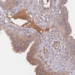 Invitrogen NNT1 Polyclonal Antibody 100 &mu;L; Unconjugated:Antibodies,