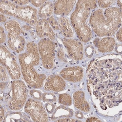 Invitrogen NNT1 Polyclonal Antibody 100 &mu;L; Unconjugated:Antibodies,