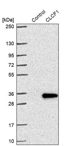 Invitrogen NNT1 Polyclonal Antibody 100 &mu;L; Unconjugated:Antibodies,