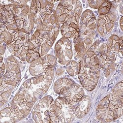 Invitrogen AGAP4 Polyclonal Antibody 100 &mu;L; Unconjugated:Antibodies,