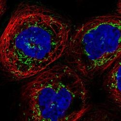 Invitrogen ICA1L Polyclonal Antibody 100 &mu;L; Unconjugated:Antibodies,