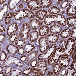 Invitrogen ICA1L Polyclonal Antibody 100 &mu;L; Unconjugated:Antibodies,
